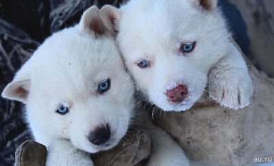 Лот: 8295288. Фото: 1. Белые щенки Сибирской Хаски питомник... Собаки, щенки