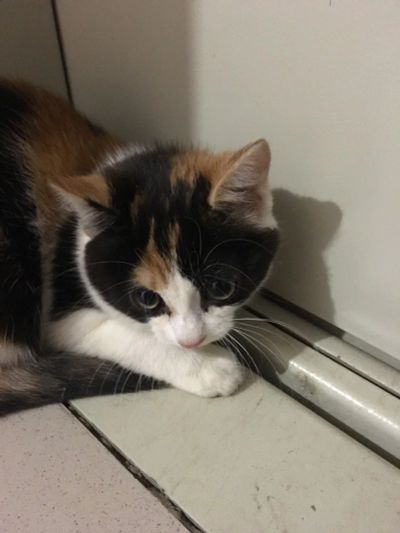 Лот: 10597121. Фото: 1. Маленькая котейка ищет хозяев. Кошки, котята