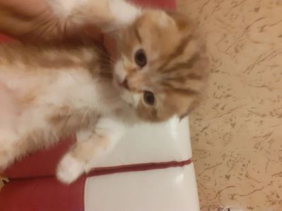 Лот: 17038315. Фото: 1. Шотландская малышка. Кошки, котята