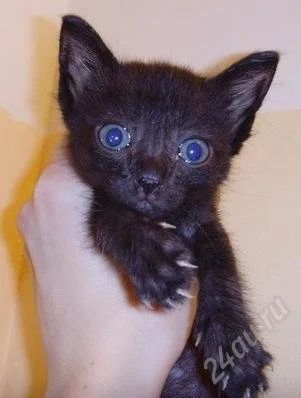 Лот: 1250645. Фото: 1. Спасаем 6х котят!!!Осталось три... Кошки, котята