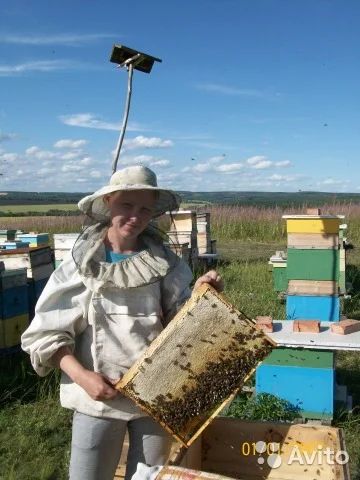 Лот: 9042272. Фото: 1. Пчелопакеты. Пчеловодство