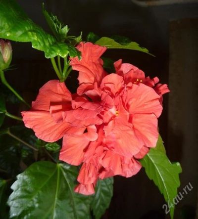 Лот: 2299356. Фото: 1. Гибискус Hibiscus махровый в горшке... Горшечные растения и комнатные цветы