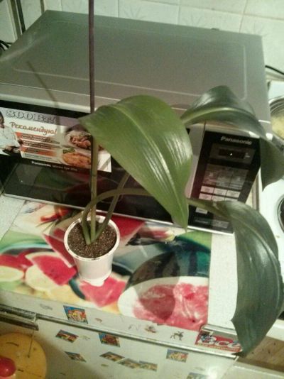 Лот: 6464564. Фото: 1. Эухарис. Горшечные растения и комнатные цветы