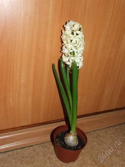 Лот: 813023. Фото: 1. Цветущий Гиацинт - Красивый Подарок... Горшечные растения и комнатные цветы