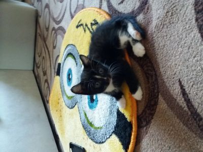 Лот: 12488313. Фото: 1. Котик. Кошки, котята