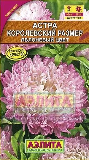 Лот: 11023142. Фото: 1. Астра Королевский размер (Яблоневый... Садовые цветы