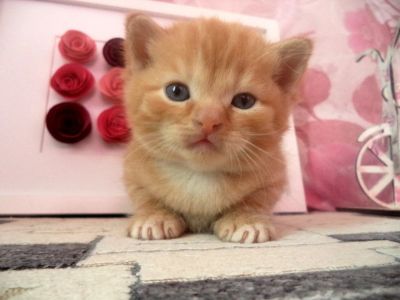 Лот: 11595254. Фото: 1. Котенок британец (принц-полукровка... Кошки, котята