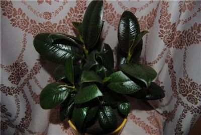 Лот: 4714183. Фото: 1. Фикус Мелани - Ficus Elastica... Горшечные растения и комнатные цветы