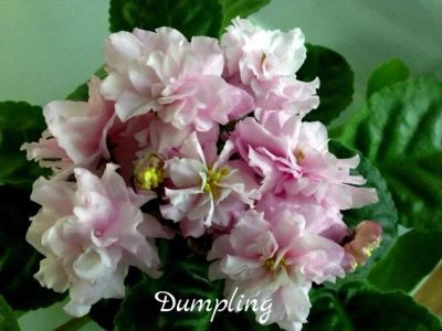 Лот: 5383121. Фото: 1. Фиалка сортовая Dumpling(детка... Горшечные растения и комнатные цветы