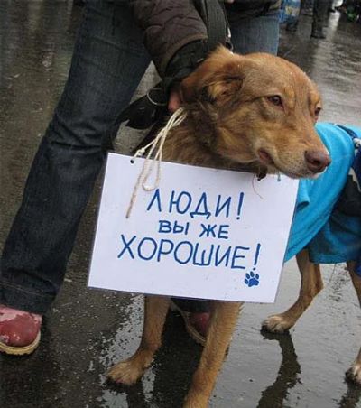 Лот: 3163503. Фото: 1. Помощь бездомным животным. Собаки, щенки