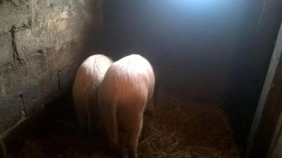 Лот: 7366114. Фото: 1. продам свиноматку -борова. Остальные животные