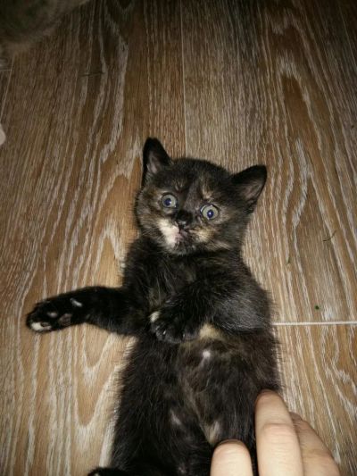 Лот: 8765752. Фото: 1. отдам котенка от британки. Кошки, котята