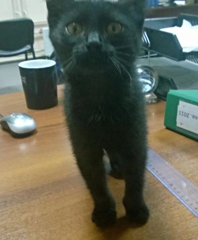 Лот: 5802731. Фото: 1. Котята (Котенок) подбросили за... Кошки, котята