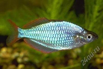 Лот: 858893. Фото: 1. Melanotenia praecox Радужница... Рыбки