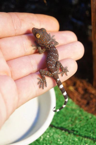Лот: 5105721. Фото: 1. Геккон токи (Gekko gecko) детки... Остальные животные