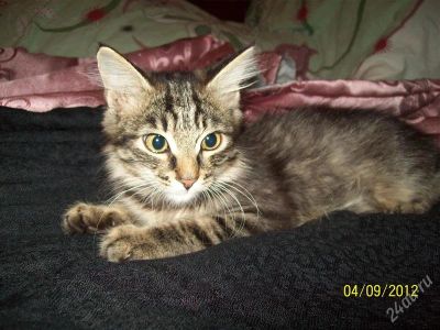 Лот: 2065431. Фото: 1. 300 грам мурчательного счастья. Кошки, котята