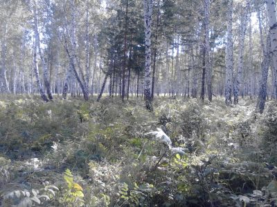 Лот: 15476293. Фото: 1. куплю лес на корню. Древесина, пиломатериал