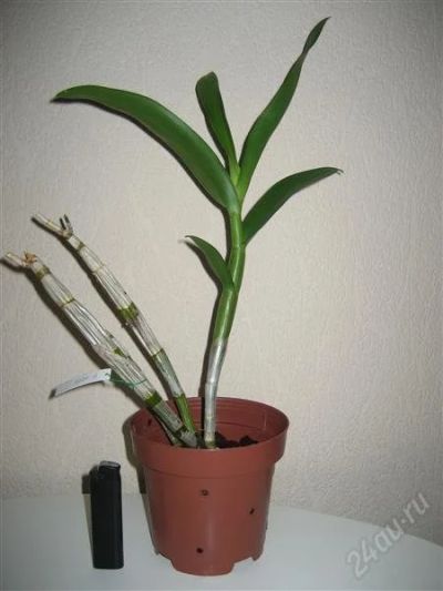 Лот: 1209304. Фото: 1. Орхидея дендробиум Den. Do Har... Горшечные растения и комнатные цветы