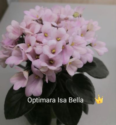 Лот: 16844925. Фото: 1. Фиалка Optimara Isa Bella лист. Горшечные растения и комнатные цветы