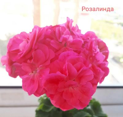 Лот: 19902457. Фото: 1. Пеларгония Survivor Rosalinda. Горшечные растения и комнатные цветы