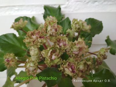 Лот: 11771338. Фото: 1. Фиалка allegro pink pistachio... Горшечные растения и комнатные цветы