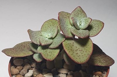 Лот: 18211098. Фото: 1. Крассула сердцевидная (Crassula... Горшечные растения и комнатные цветы