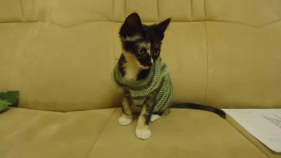 Лот: 10612703. Фото: 1. Свитерок для кошки или маленькой... Ошейники, одежда, конное снаряжение