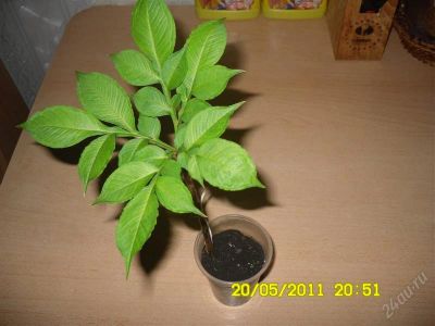 Лот: 978543. Фото: 1. Аморфофаллюс. Горшечные растения и комнатные цветы