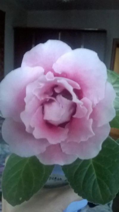 Лот: 9228015. Фото: 1. Глоксиния махровая розовая - срезанный... Горшечные растения и комнатные цветы