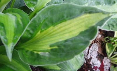 Лот: 11487621. Фото: 1. хоста Мэри Мари Энн (hosta 'Mary... Садовые цветы