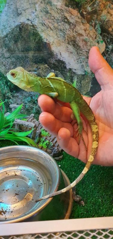 Лот: 15932623. Фото: 1. Агама водяная (Physignathus cocincinus... Остальные животные
