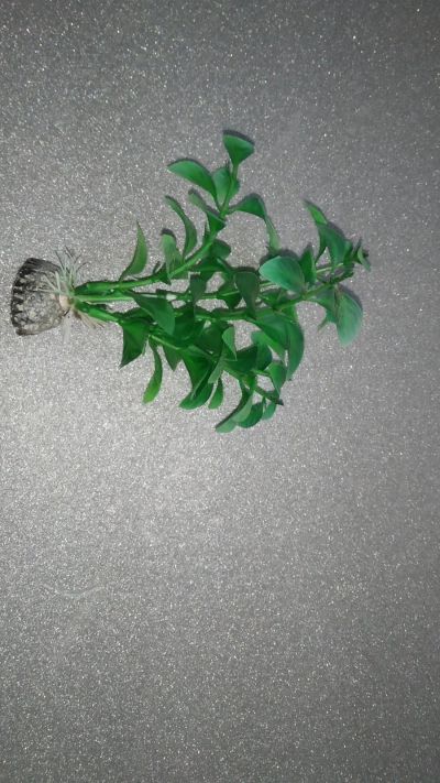 Лот: 16179441. Фото: 1. Искусственное растение в аквариум... Грунты, украшения, наполнения