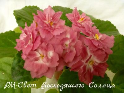 Лот: 6047067. Фото: 1. Продам детку сортовой фиалки РМ-Свет... Горшечные растения и комнатные цветы