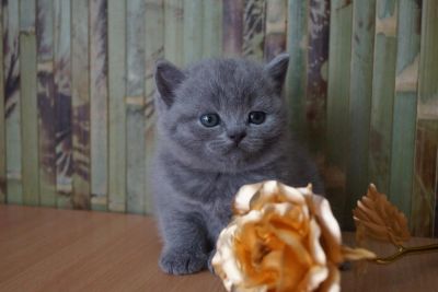 Лот: 4264985. Фото: 1. Шотландская прямоухая голубая... Кошки, котята