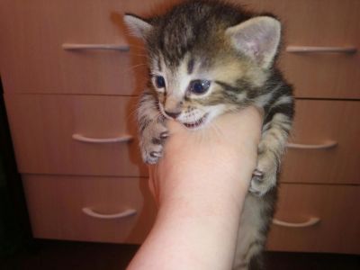 Лот: 11111688. Фото: 1. Курильский бобтейл. Кошки, котята