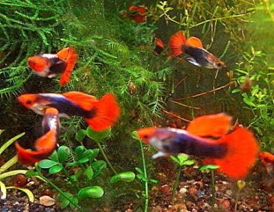 Лот: 18924700. Фото: 1. Гуппи Кои Ред Тукседо красноносые... Рыбки