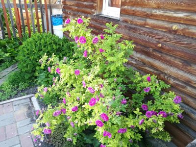 Лот: 13696985. Фото: 1. Роза-ругоза (декоративный шиповник... Садовые цветы