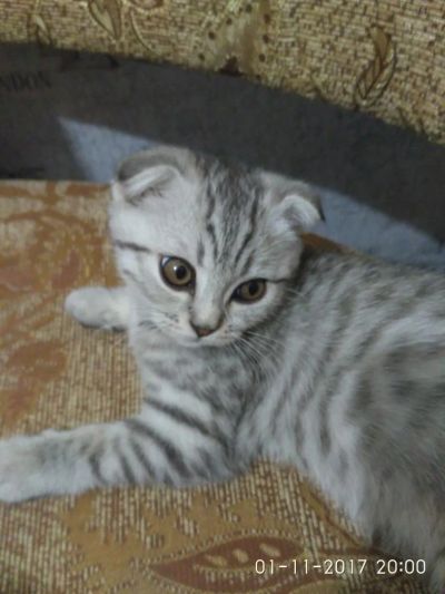 Лот: 10546168. Фото: 1. Шотландский вислоухий. Кошки, котята