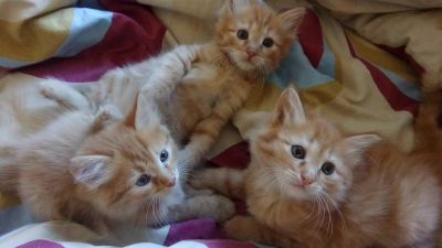 Лот: 11656500. Фото: 1. отдам котят. Кошки, котята