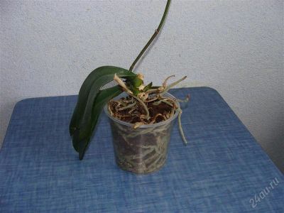 Лот: 875837. Фото: 1. фаленопсис Grandiflora. Горшечные растения и комнатные цветы