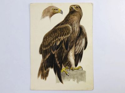 Лот: 23296613. Фото: 1. Ватагин В. А. Орел. Открытка... Открытки, конверты
