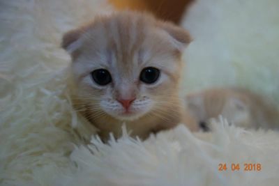 Лот: 11416681. Фото: 1. Шотландский вислоухий котенок... Кошки, котята