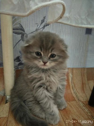 Лот: 9573555. Фото: 1. Шотландский вислоухий длинношерстный... Кошки, котята
