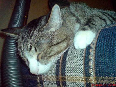Лот: 1723464. Фото: 1. здоровый красивый кот ищет подругу... Кошки, котята