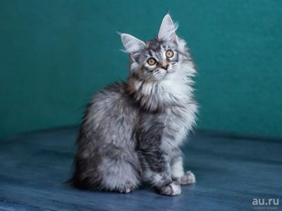 Лот: 12799201. Фото: 1. Котенок Мейн-кун (Сильвана). Кошки, котята