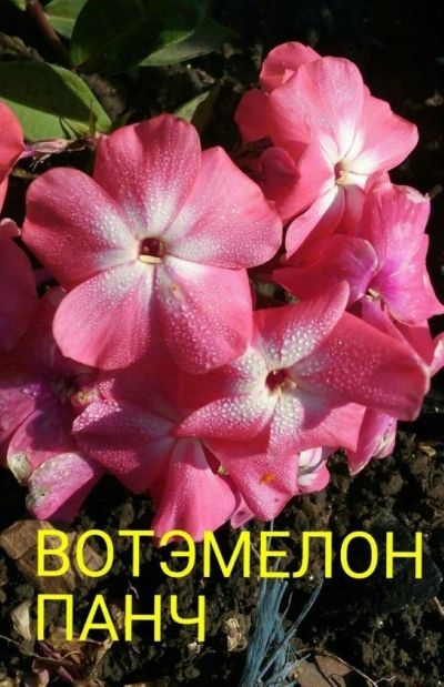 Лот: 11904923. Фото: 1. флокс " вотэмелон панч". Садовые цветы