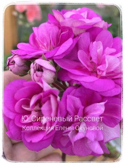 Лот: 19529723. Фото: 1. Пеларгония Ю Сиреневый рассвет. Горшечные растения и комнатные цветы
