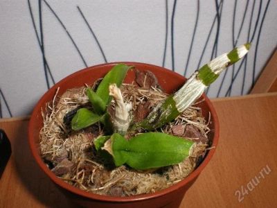 Лот: 1237005. Фото: 1. Dendrobium amathystoglossum. Горшечные растения и комнатные цветы