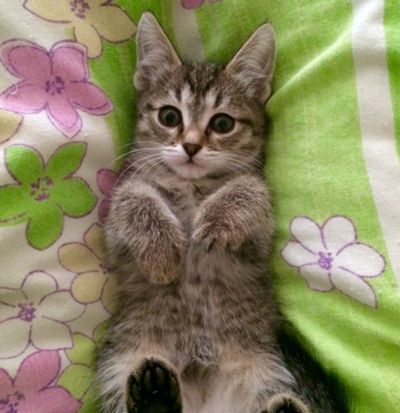 Лот: 18122587. Фото: 1. Котёнок кошечка красотка. Кошки, котята