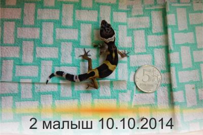 Лот: 4816250. Фото: 1. Малыши Эублефара. Остальные животные